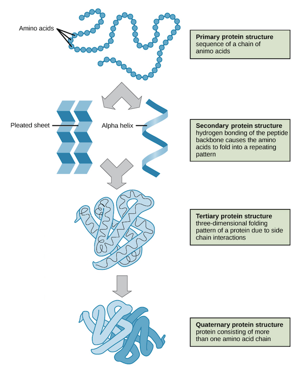 Protein Folding