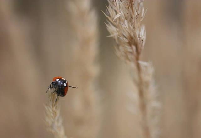 Put a link to a cute animal picture inside the parenthesis-->