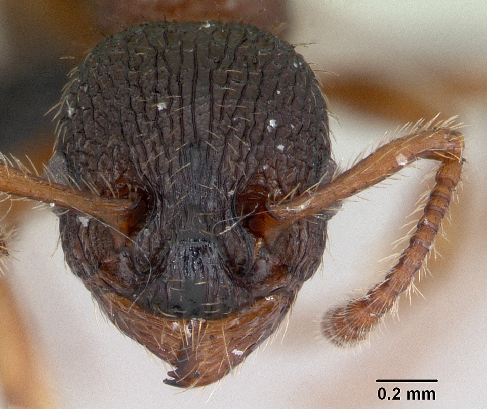 Myrmica Lobicornis