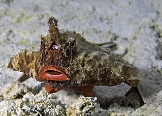 The batfish