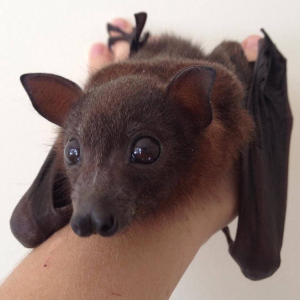 not the kind of bat you usually see on GitHub