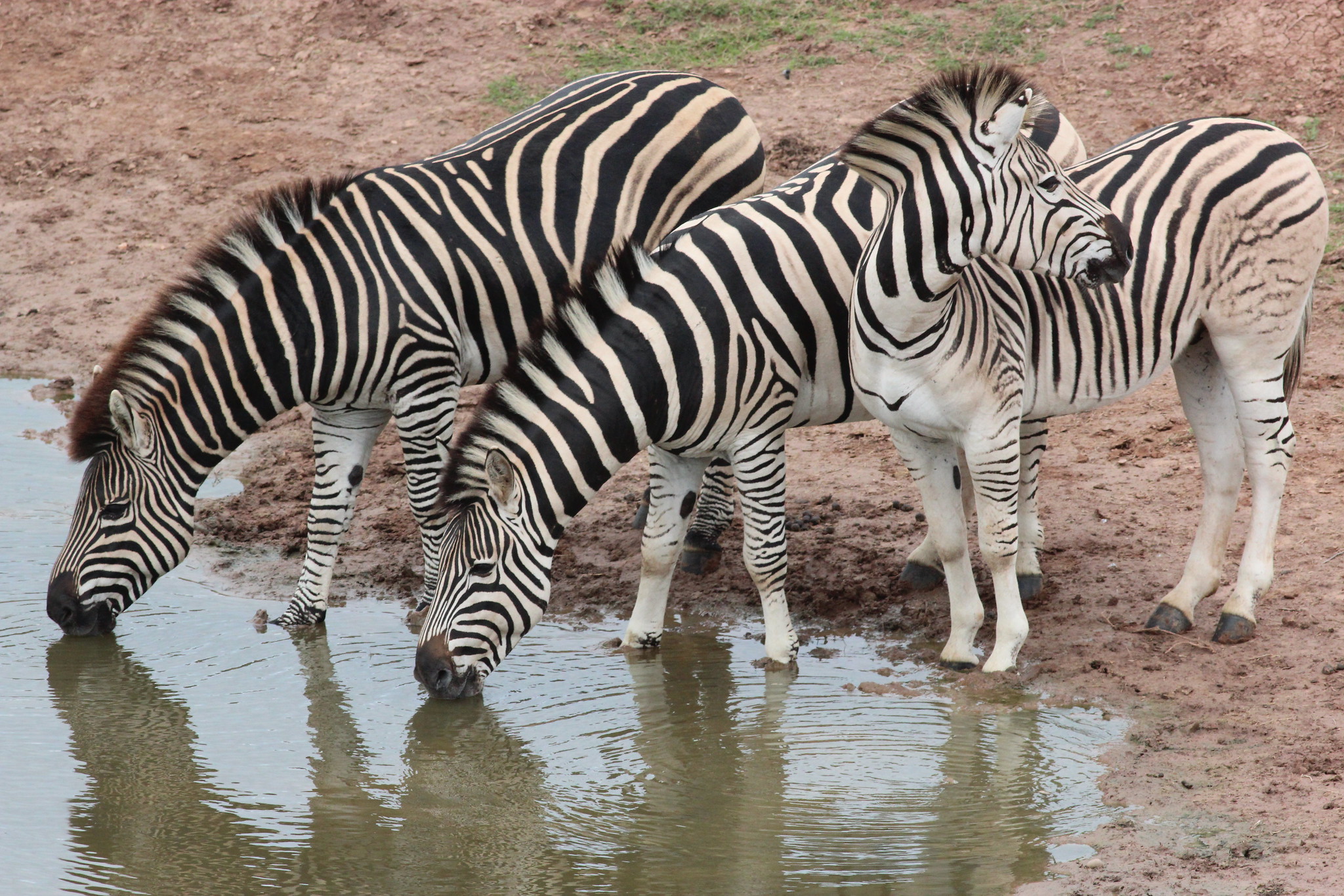 Burchell's Zebra