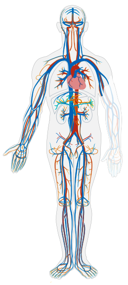 human vasculatory system