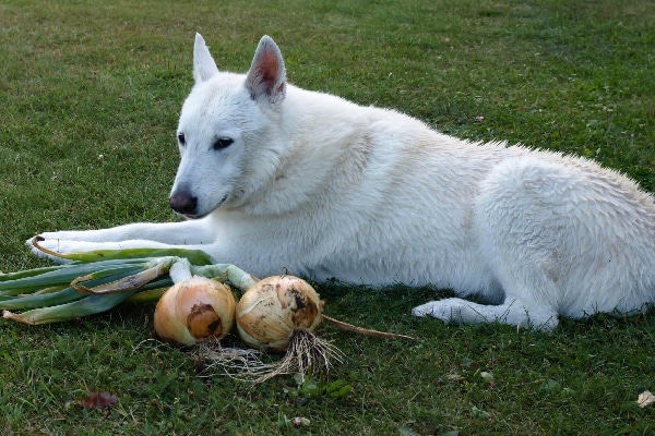 DOG ONION