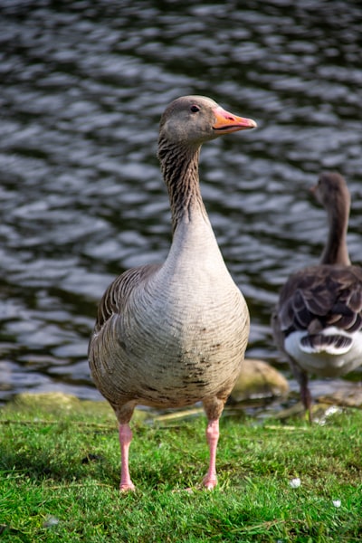 goose image