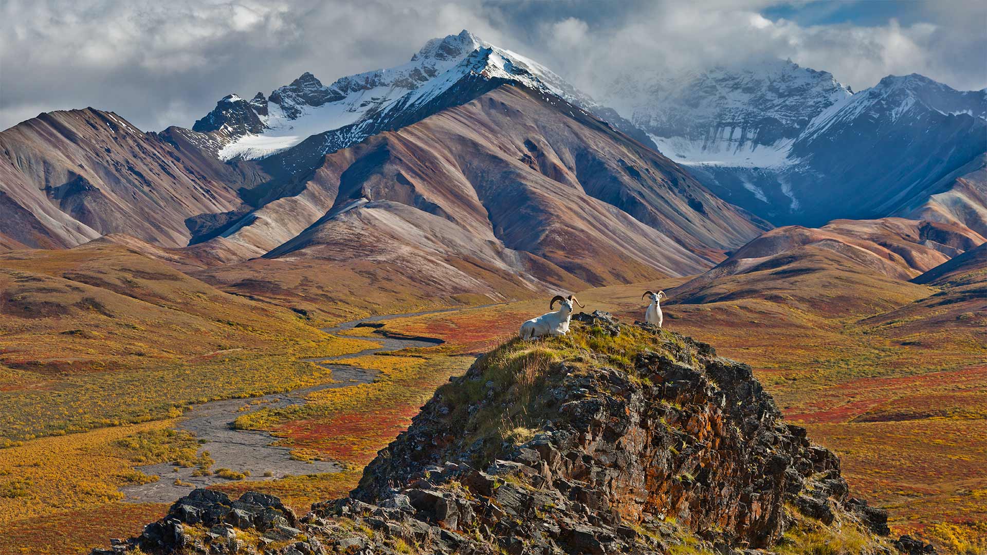 Dall sheep rams at Polychrome Pass, Denali National Park, Alaska (© Patrick J. Endres/Getty Images)