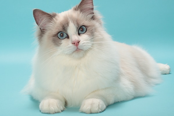 Ragdoll cat