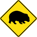 Wombat crossing