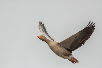 goose image