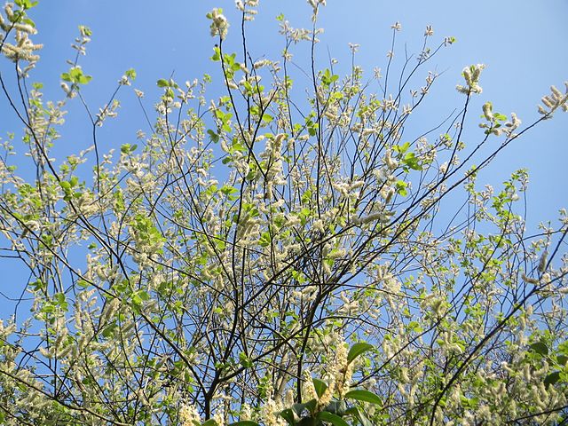 A sallow tree