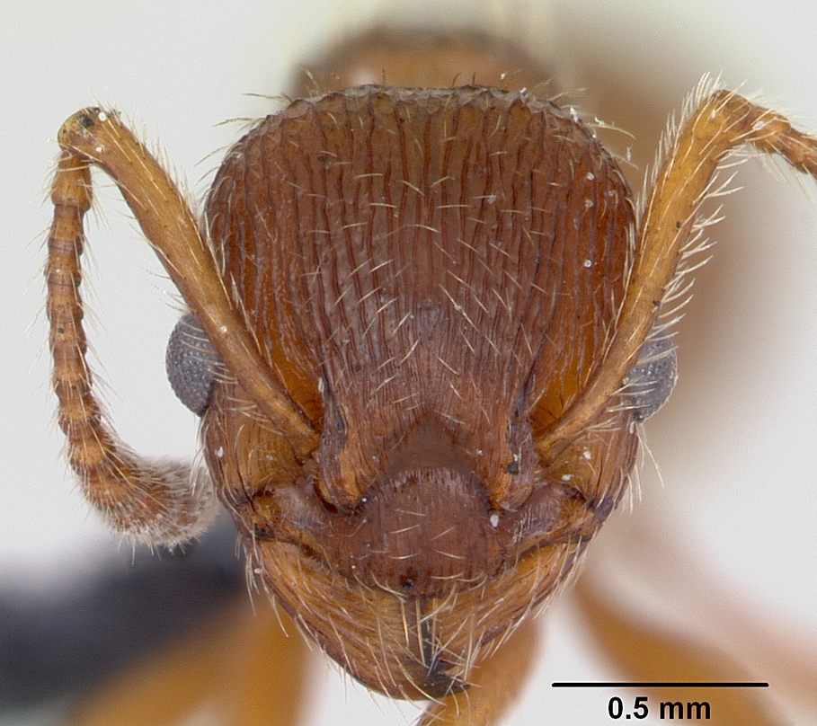 Myrmica Gallienii