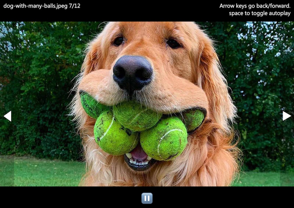 Slide show showing a picture of a dog with a lot of tennis balls