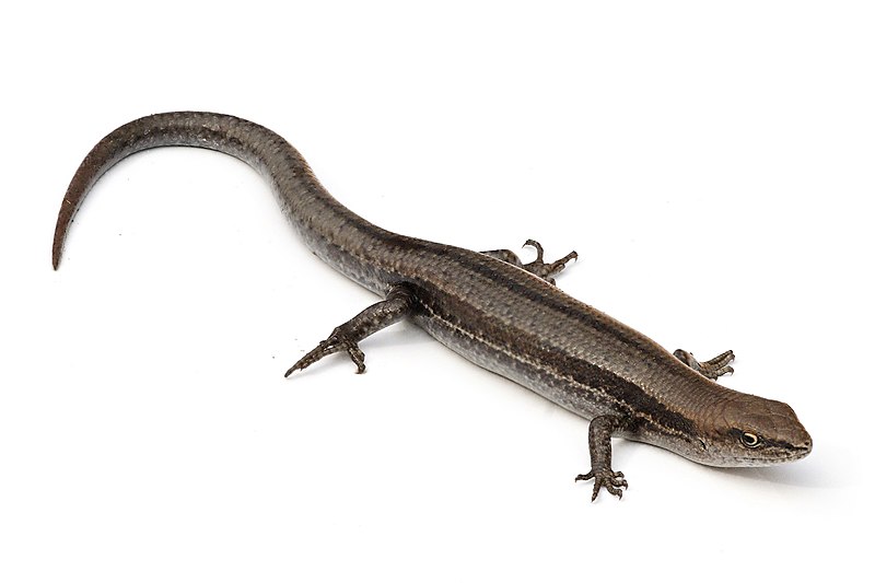 Skink photo